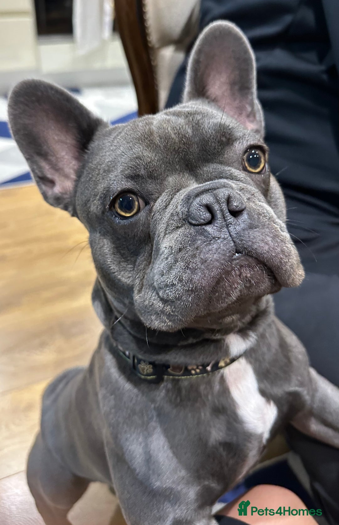 French Bulldog dogs for stud: Blue&Tan French Bulldog ready for stud £500 in Northampton - Advert 10