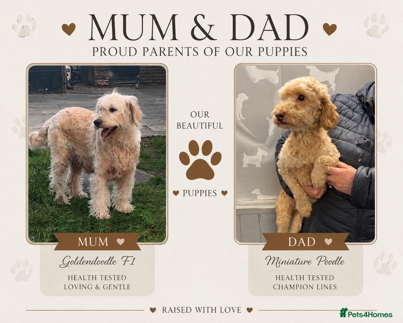 Mini Goldendoodle dogs F1B Mini Goldendoodles 3 girls & 4 boys available - Advert 1