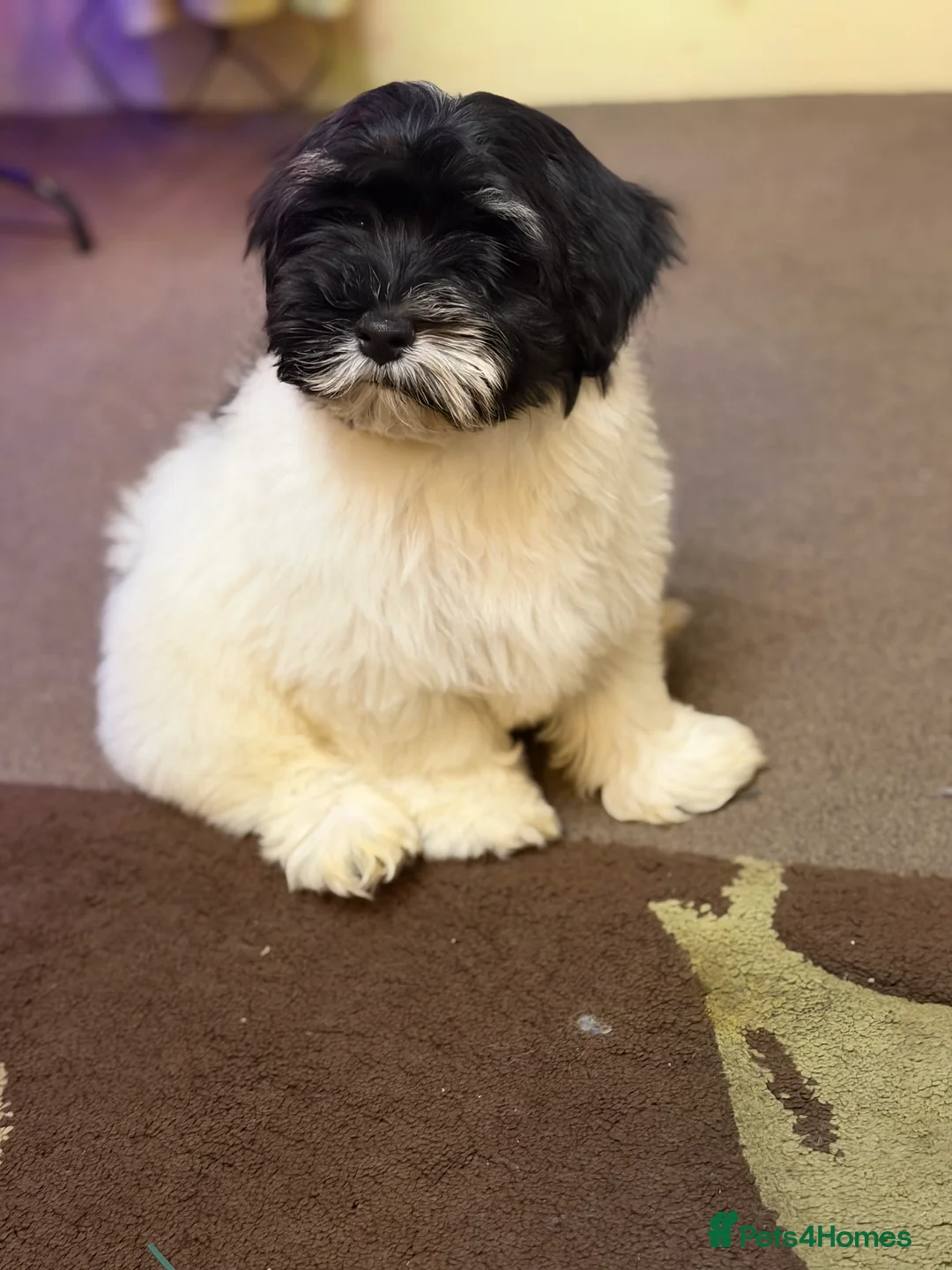 Havanese dogs for sale: ***Beautiful Havanese Puppies *** - Advert 29