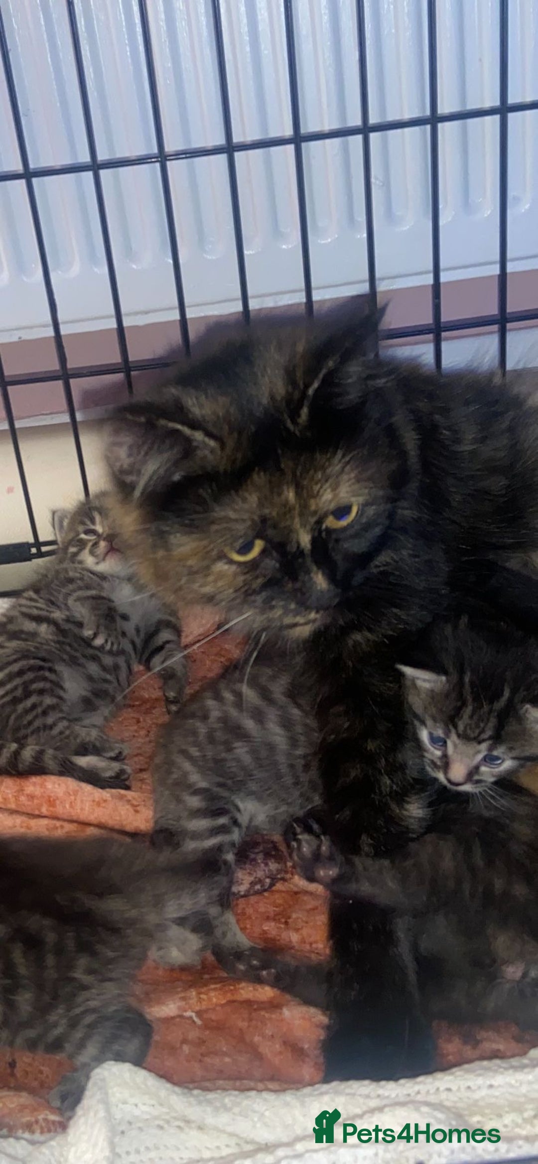 Bengal cats for sale: Last girl  - Advert 4