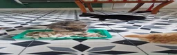 Mixed Breed cats for sale: 6 little kitens(2 boys and 4 girls) - Advert 9