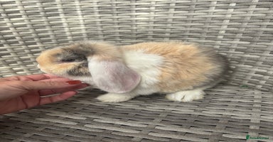 Mini Lop rabbits - Advert 2