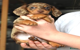 Dachshund dogs for sale: true miniature dachshund puppies ready now  - Image 24