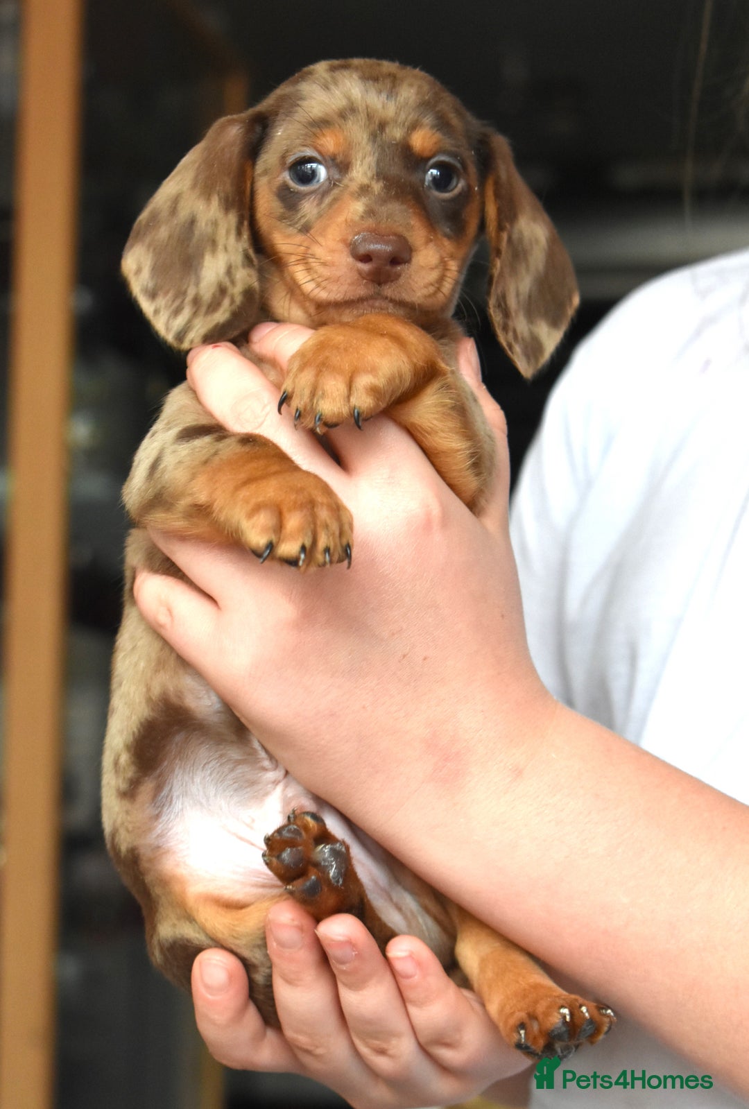 Dachshund dogs for sale: true miniature dachshund puppies ready now  - Image 24