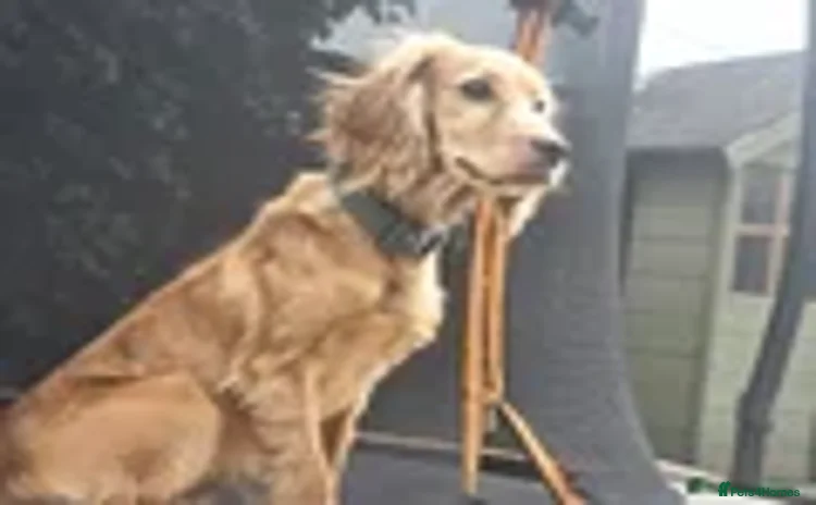 Cocker Spaniel dogs - Advert 7