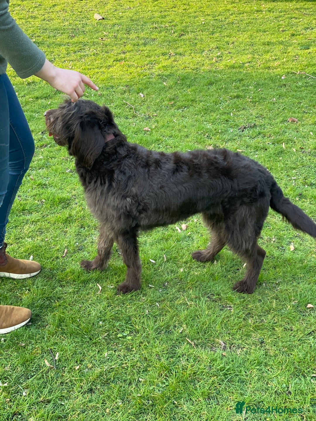 Labradoodle dogs for sale: Sadly looking for a new home labradoodle  - Image 2