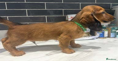 Miniature Dachshund dogs - Advert 14