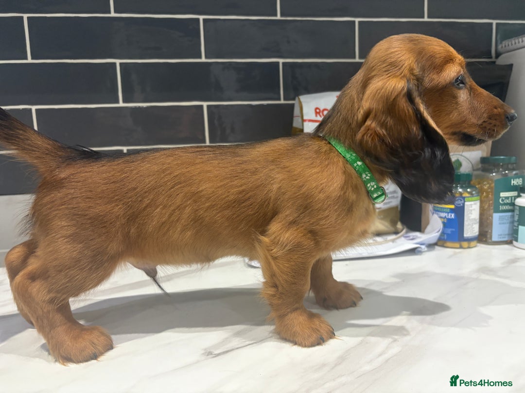 Miniature Dachshund dogs for sale: KC Reg PRA Clear Mini Longhaired Dachshunds 💖 - Image 3