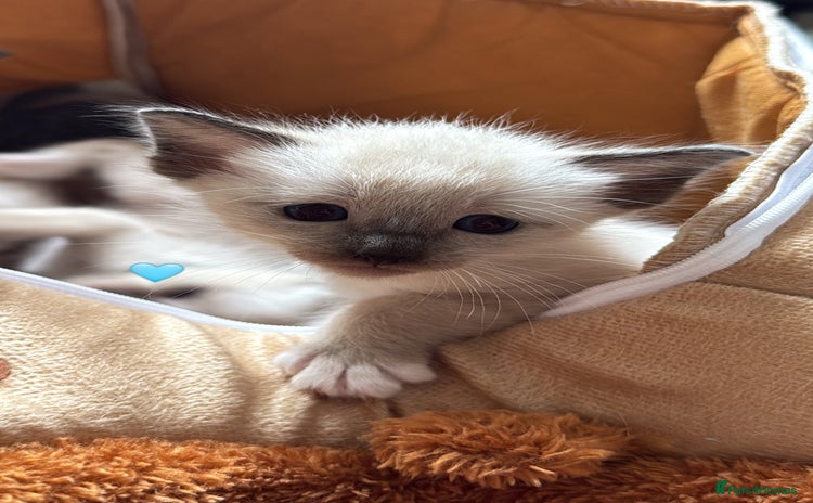 Ragdoll cats - Advert 5