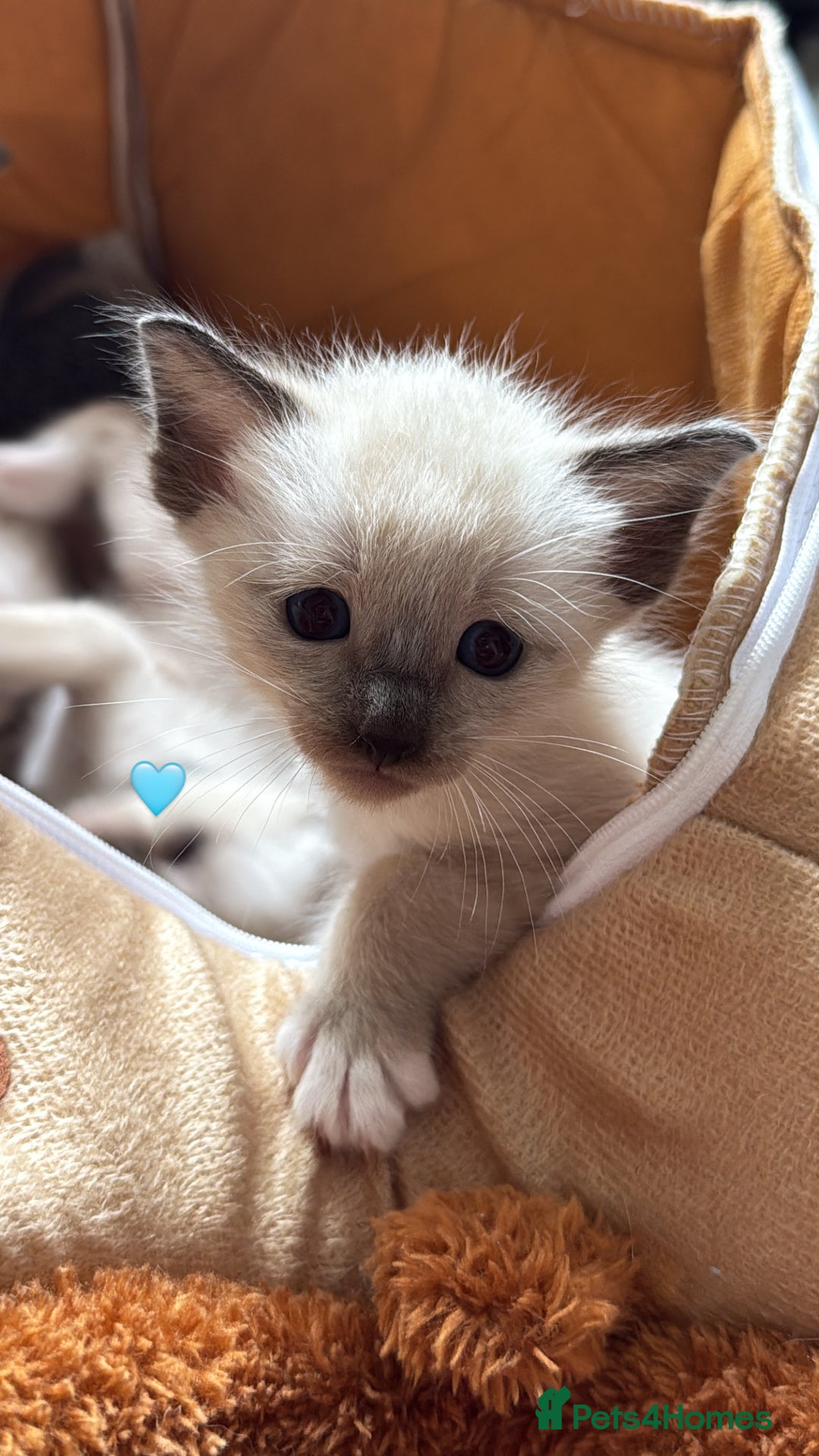 Ragdoll cats for sale: Ragdoll x Oriental kittens  - Image 2