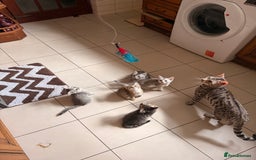 Mixed Breed cats for sale: Cute Kittens - Image 17