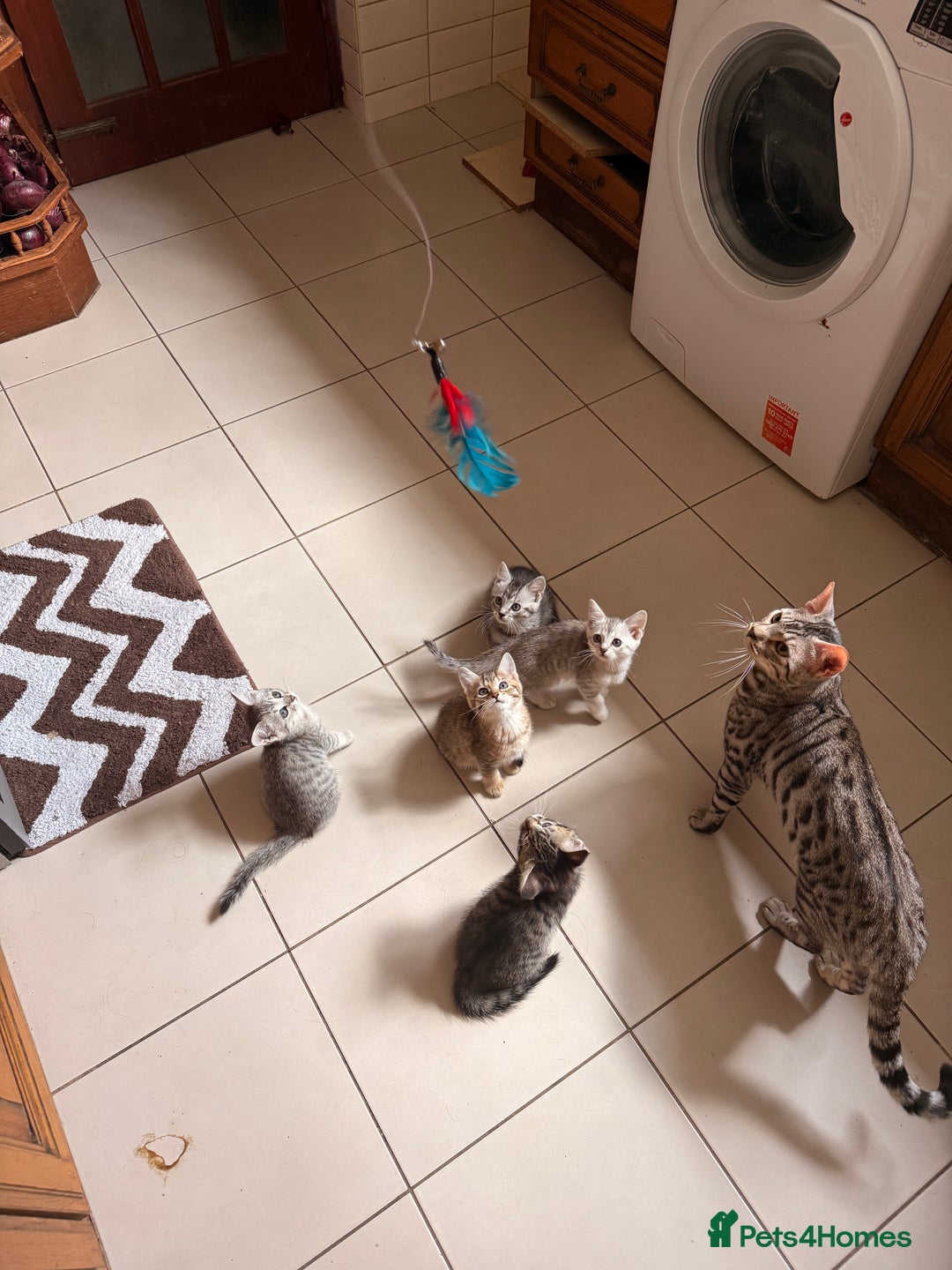 Mixed Breed cats for sale: Cute Kittens - Image 17