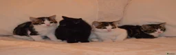 Mixed Breed cats for sale: 4 Beautiful Gentle Kittens for Sale - Advert 6