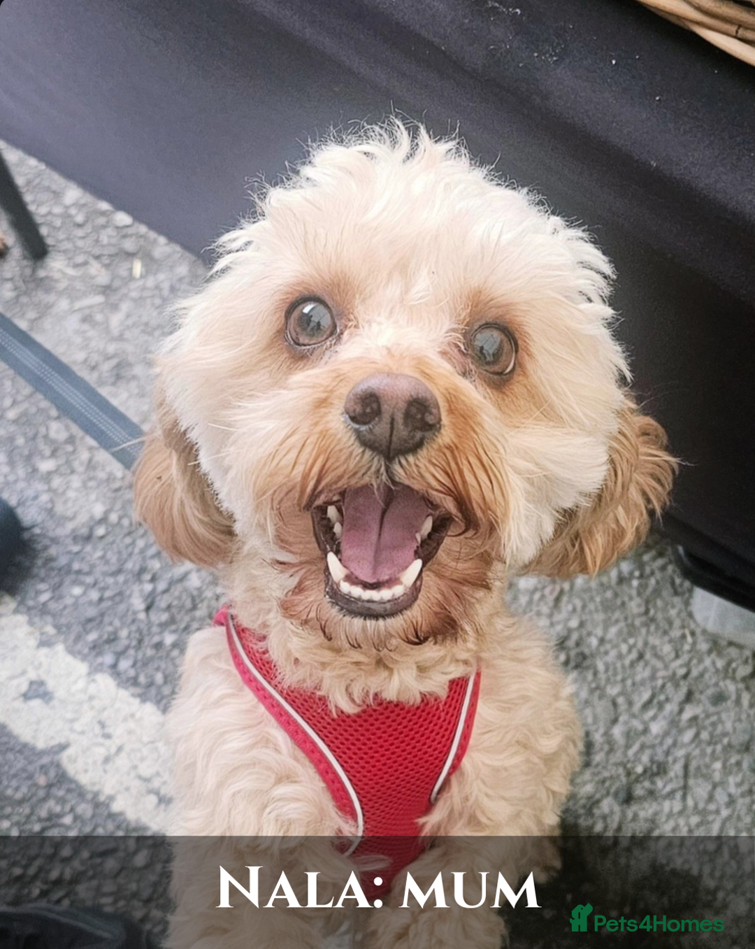 Cavapoo dogs for sale: 5 Beautiful Deep Red Cavapoo Pups - Advert 3