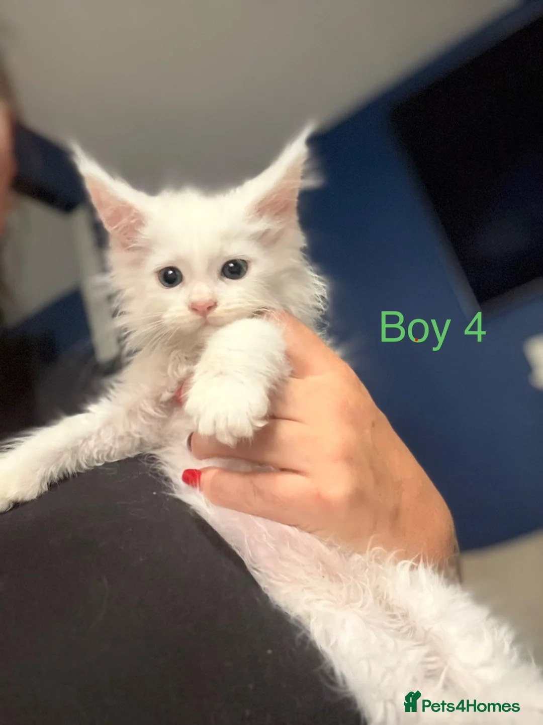 Maine Coon cats for sale: Stunning Pure bred tica registered Mainecoons  - Advert 29
