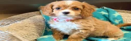 Cavapoo dogs for sale: Exceptional F1 Toy Cavapoos-Health Tested Parents - Advert 3