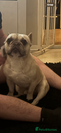 French Bulldog dogs in Rowley Regis - Advert 12