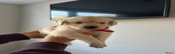 Golden Retriever dogs for sale: Beautiful golden retriever puppies - Advert 8