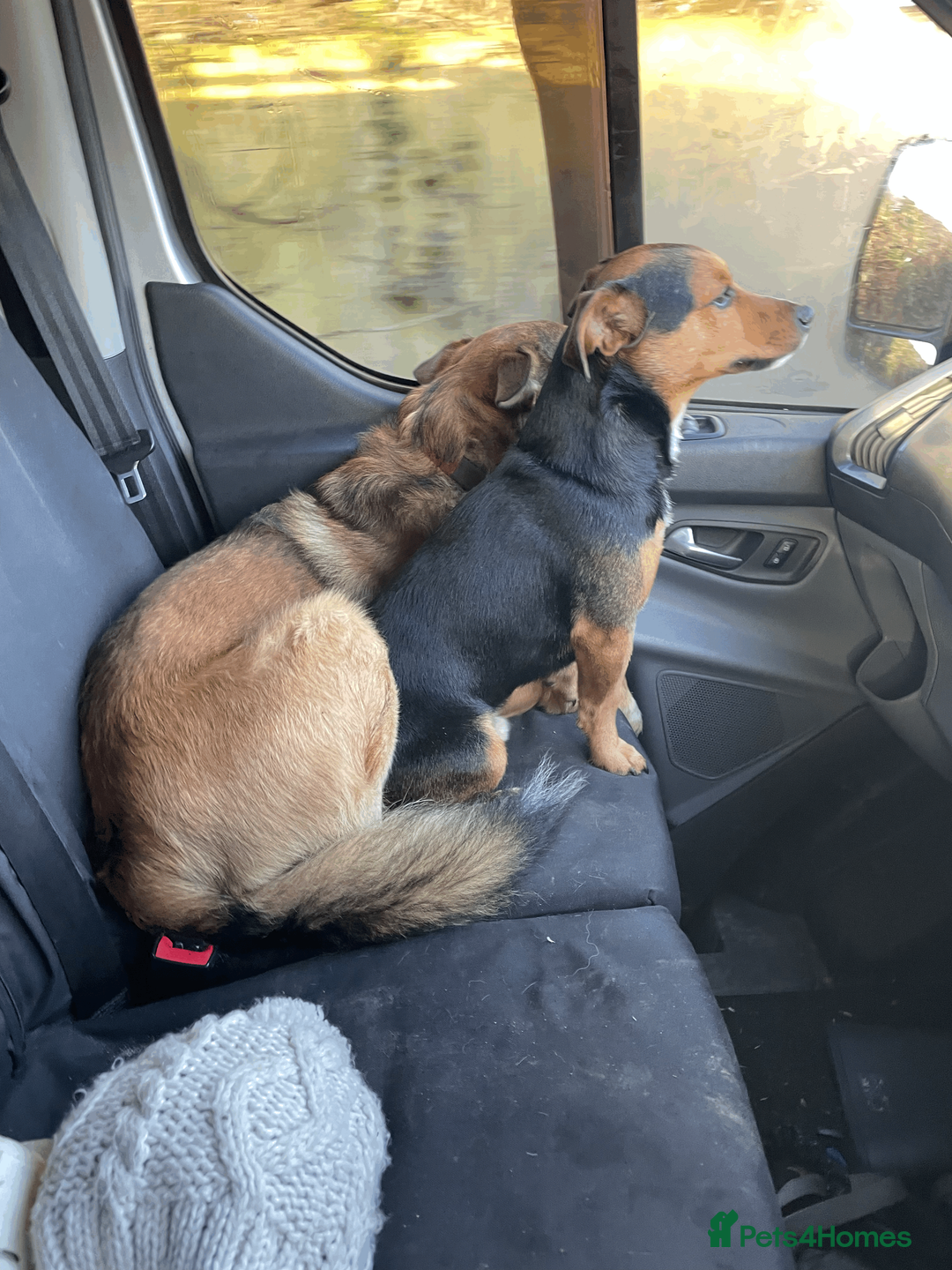 Jack Russell dogs for stud: Jack Russel for Stud Black and Tan - Advert 7