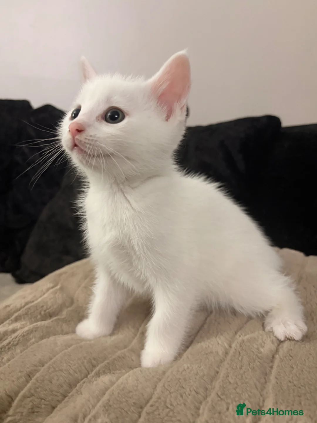 Mixed Breed cats for sale: 1/4 Ragdoll Kittens  - Advert 8