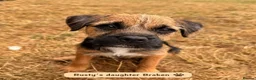 Border Terrier dogs for stud: Rusty – Proven, SLEM Clear Border Terrier Stud  - Advert 14