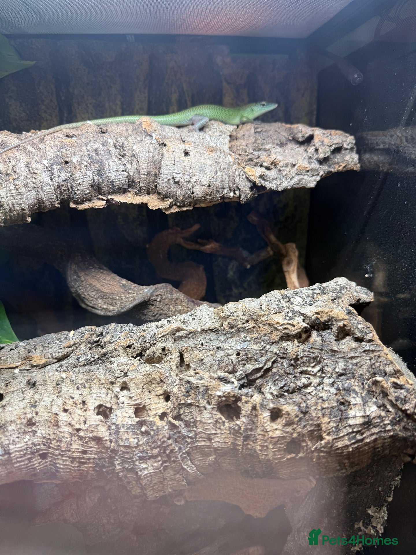 Skink reptiles 3x Emerald Tree Skinks – CB26 – Unsexed - Advert 1