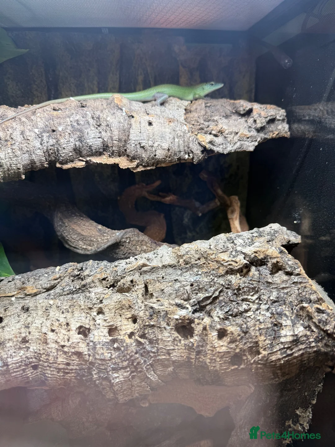 Skink reptiles for sale: 3x Emerald Tree Skinks – CB26 – Unsexed - Advert 1