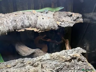 Skink reptiles 3x Emerald Tree Skinks – CB26 – Unsexed - Advert 1