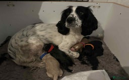 Cocker Spaniel dogs for sale: WCS bitch with working parents - Image 4
