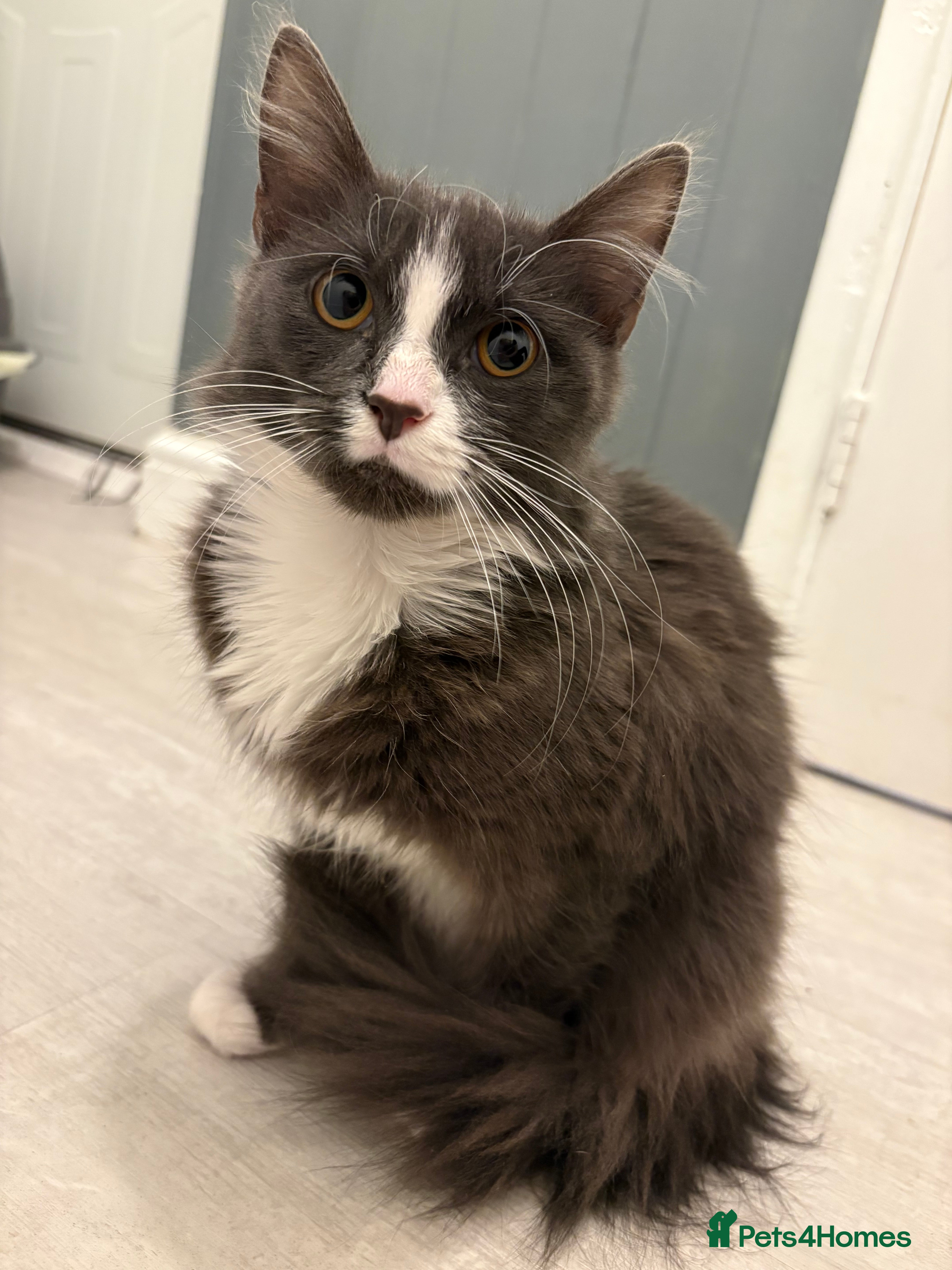 Turkish Angora cats grey and white Turkish angora kitten  - Advert 1