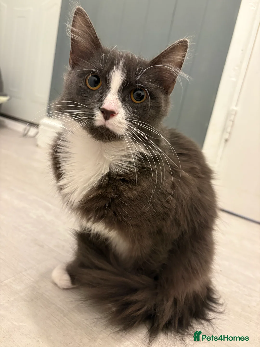 Turkish Angora cats for sale: grey and white Turkish angora kitten  - Advert 1