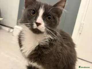 Turkish Angora cats grey and white Turkish angora kitten - Advert 1