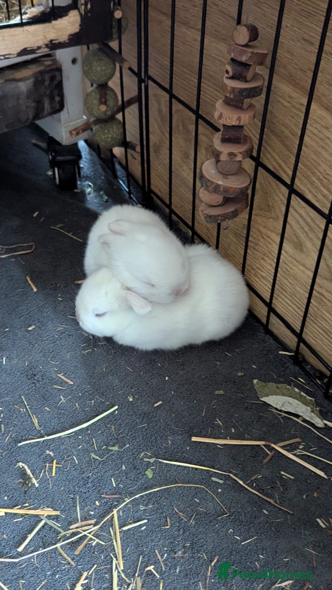 Mixed Breed rabbits for sale: Three white baby rabbits for sale - Image 6
