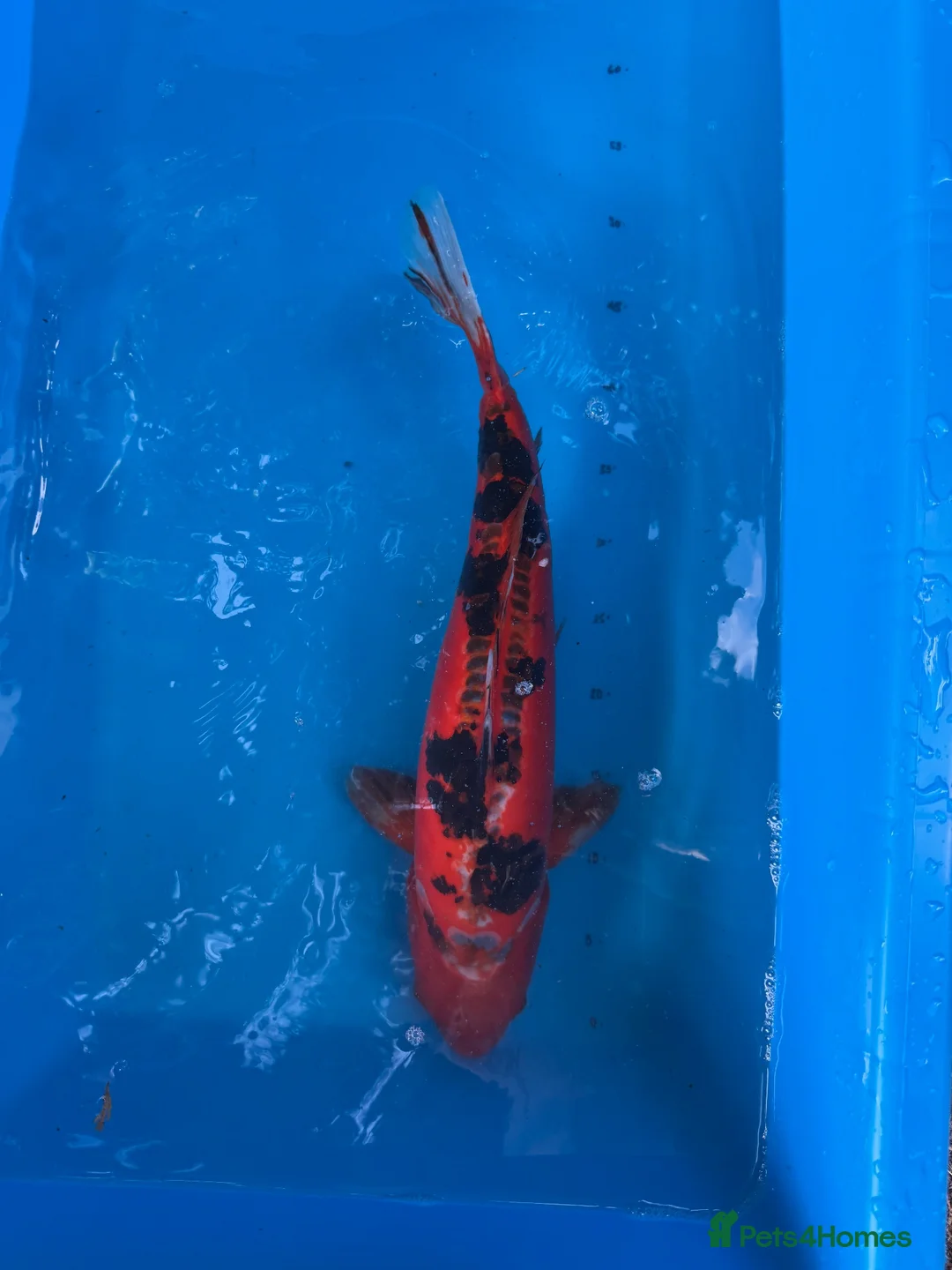 Koi Carp fish for sale: 4 Year Old Striking Doitsu Female Koi  - Advert 2