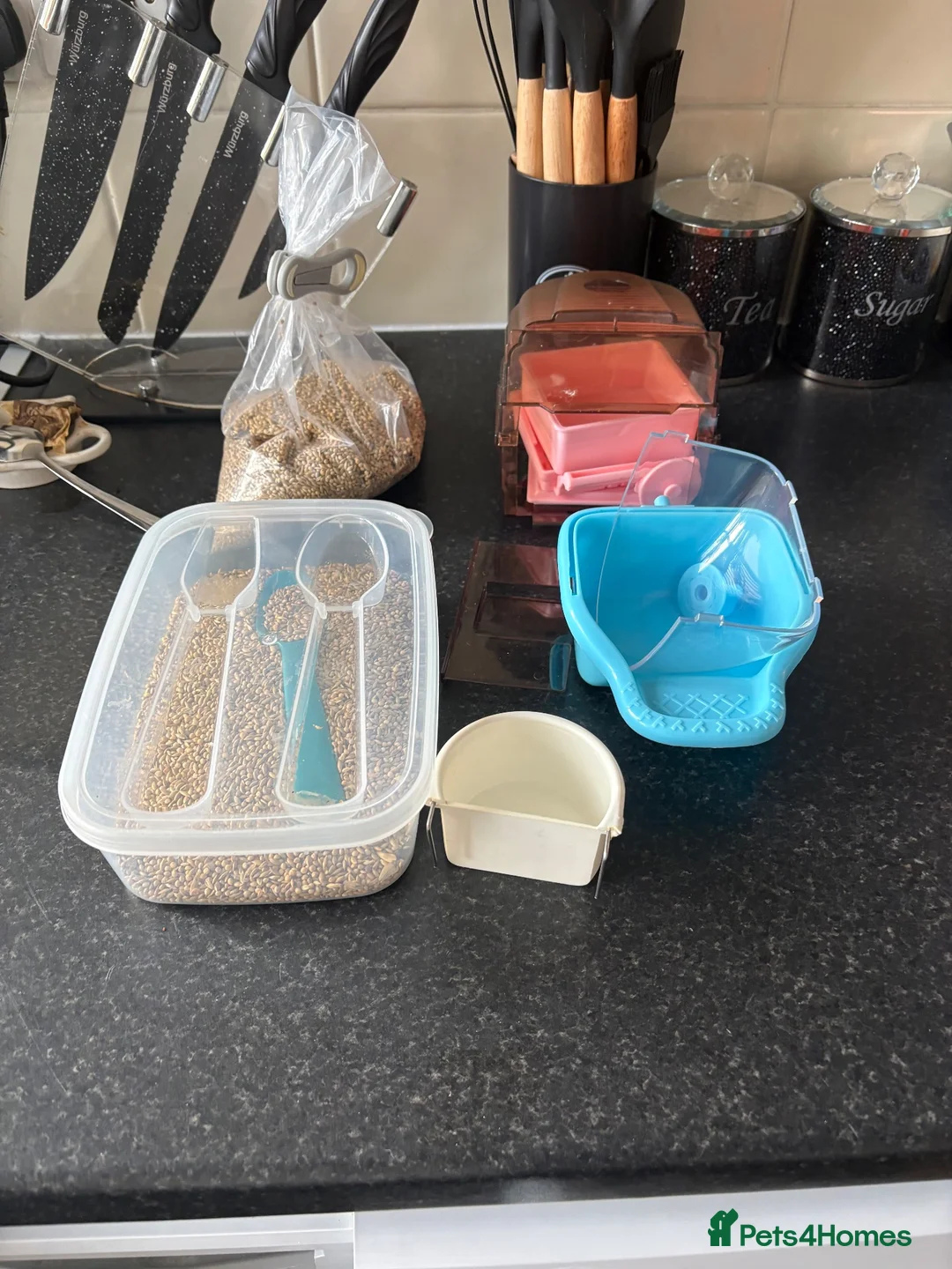 Budgerigars birds for sale: Budgies in Gateshead - Advert 4