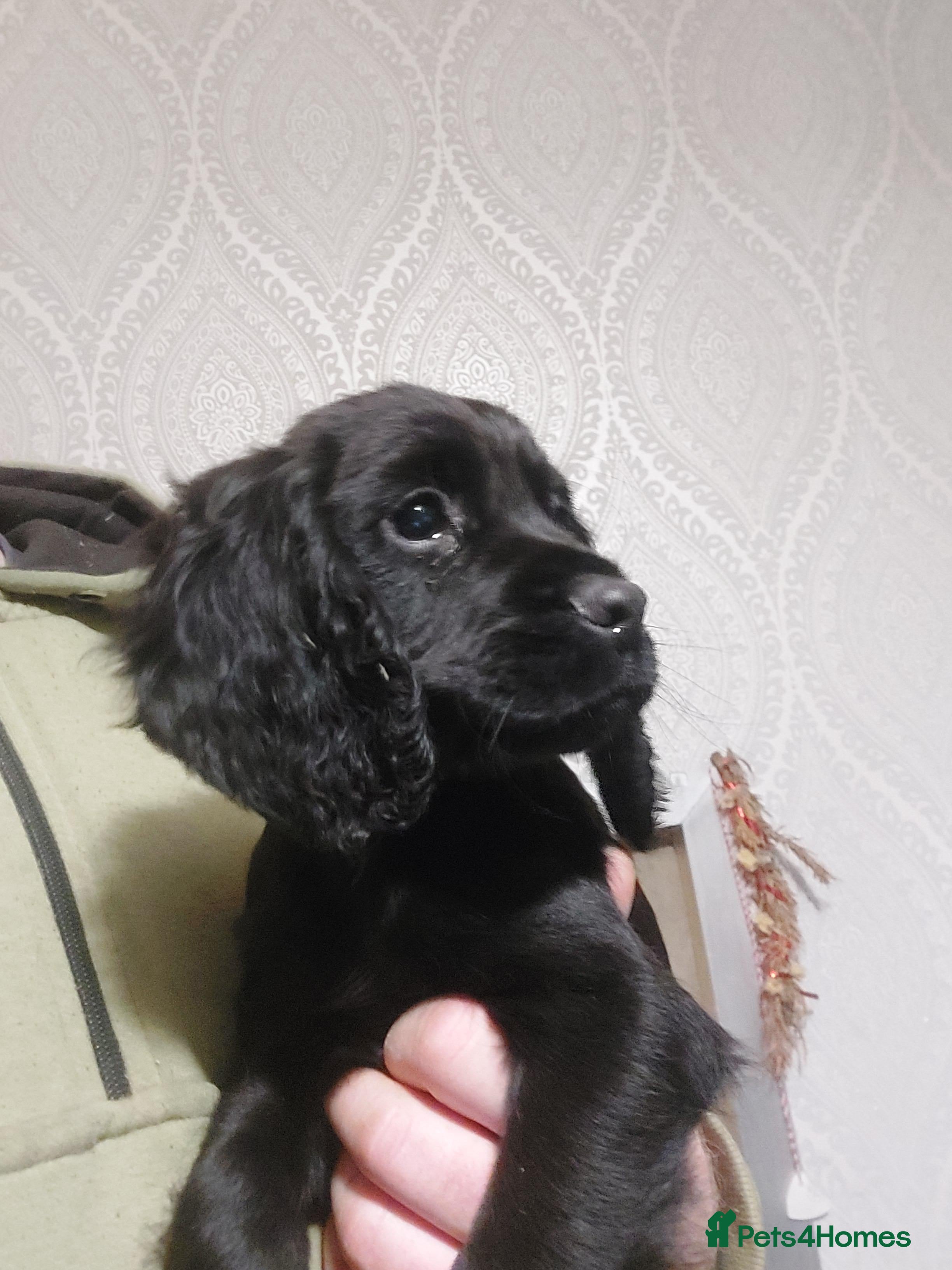 Cocker Spaniel dogs KC REG WORKING COCKER SPANIEL - Advert 2