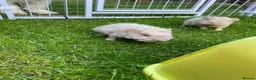 Guinea Pig rodents for sale: lunkarya female guinea pigs  in Malton - Advert 3