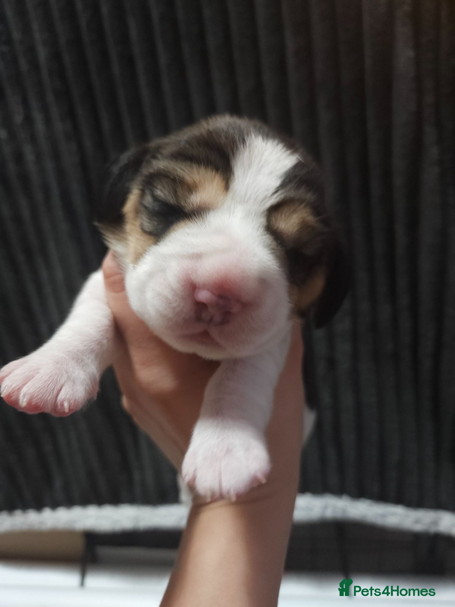 Beagle dogs KC Reg Beagle puppies Champions generation - Advert 14