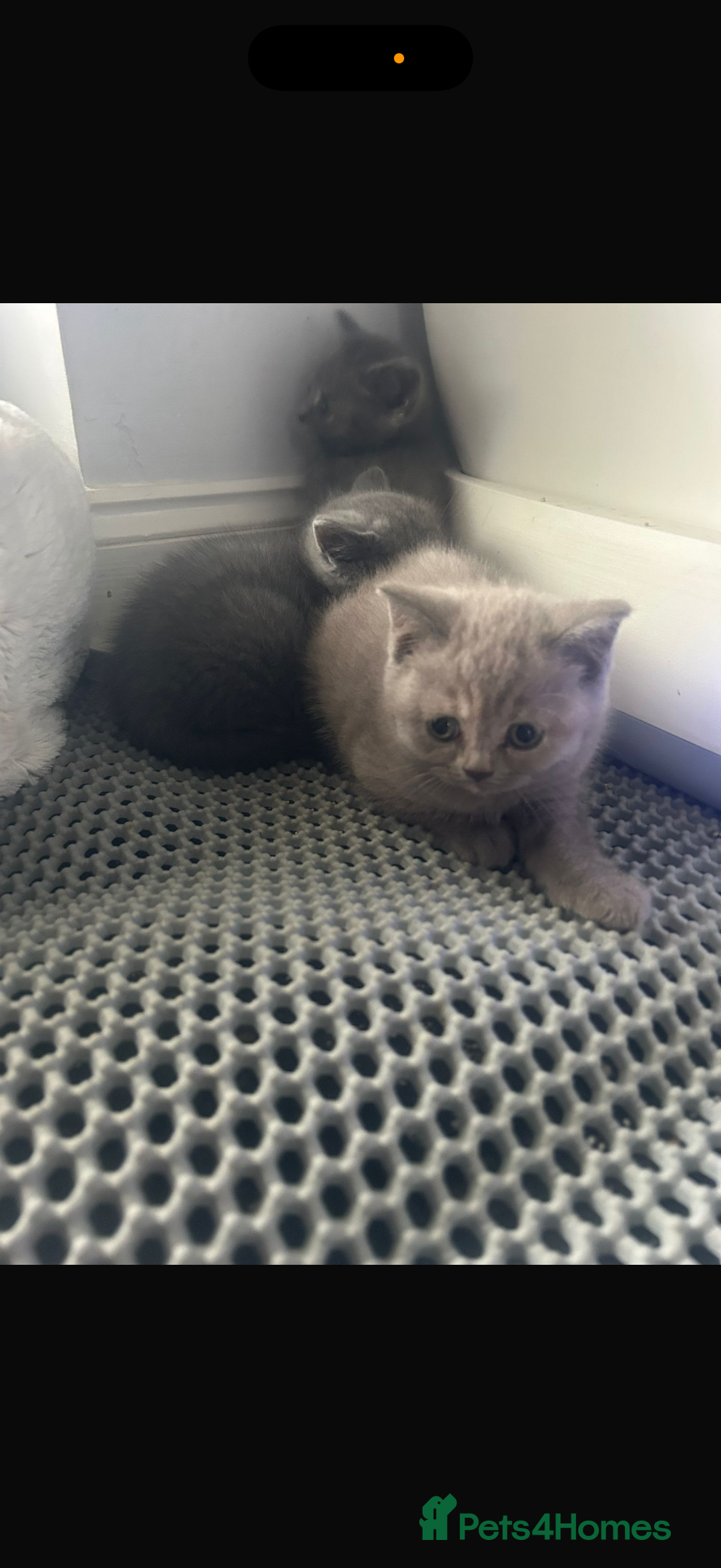 British Shorthair cats for sale: Beautiful cuddly, British short hair kittens  - Image 17