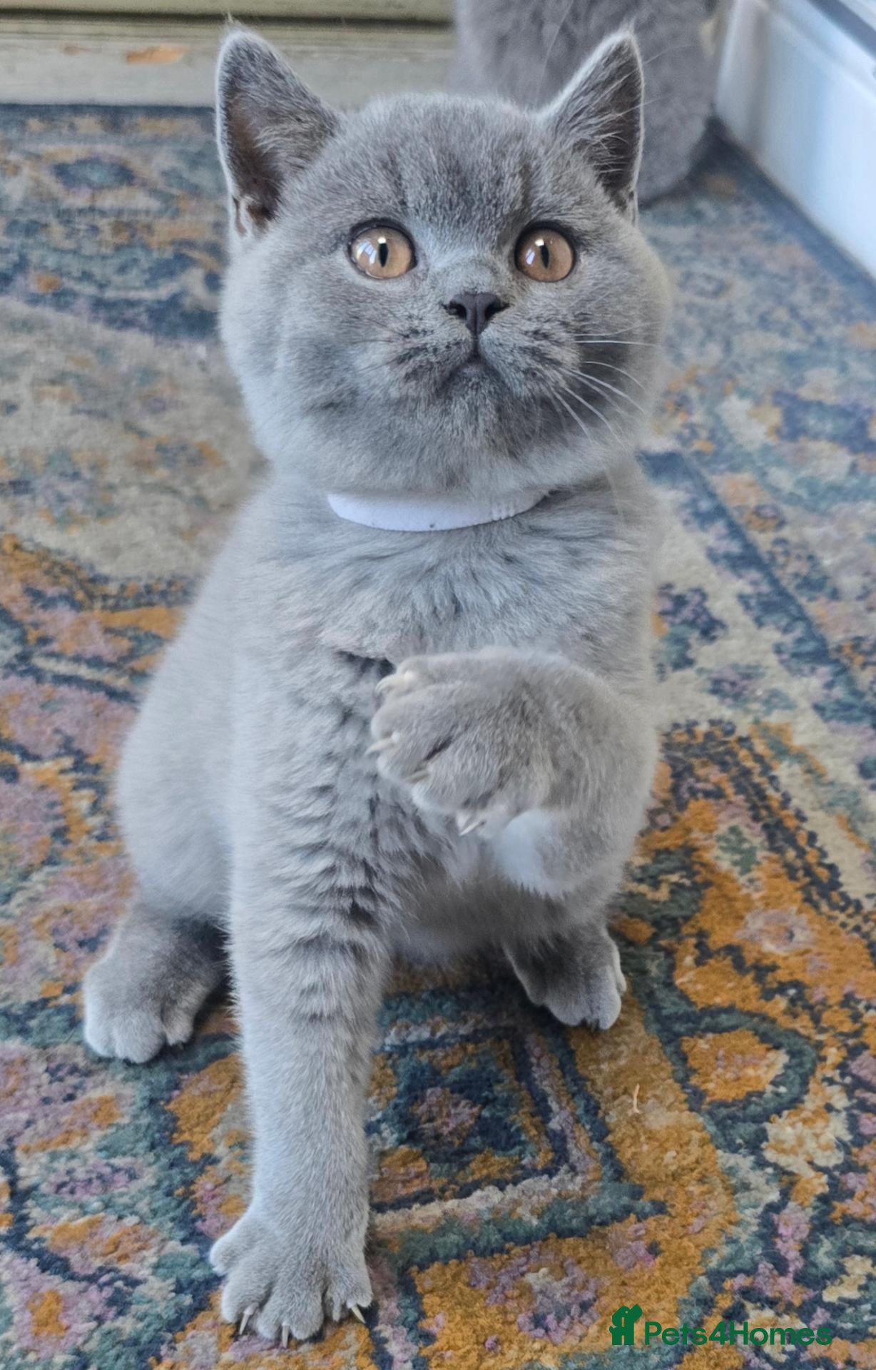 British Shorthair cats for sale: 2 Stunning Teddy Bear British Short Hair Kittens - Advert 1