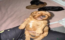 Cavalier King Charles Spaniel dogs for sale: Ruby boys kc cavalier King Charles puppies  - Image 37