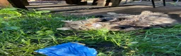 Mixed Breed cats for sale: Domestic long haired cat in Birmingham - Advert 2