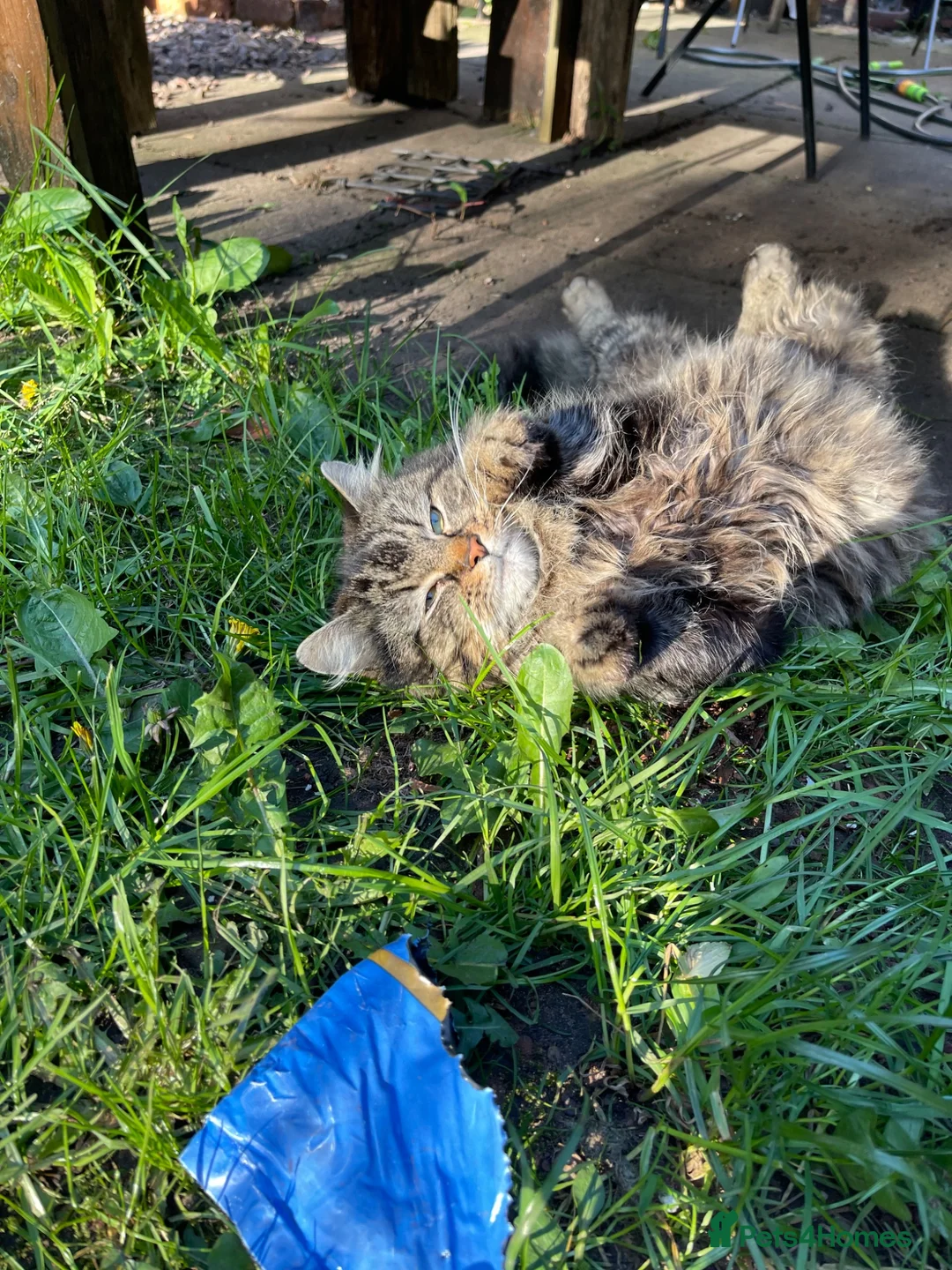 Mixed Breed cats for sale: Domestic long haired cat in Birmingham - Advert 2