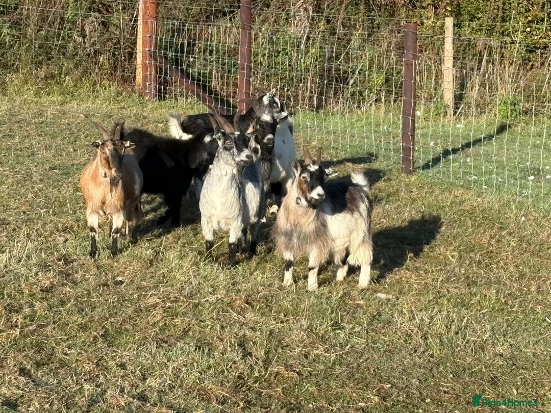 Goats livestock for sale: Pygmy Goats  - Advert 2