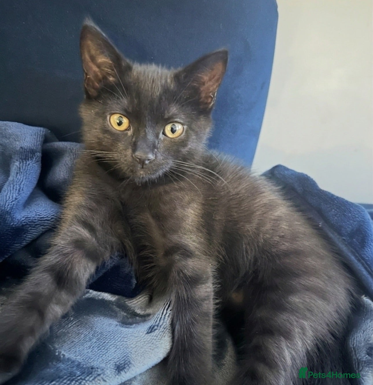 Mixed Breed cats Beautiful friendly kitten ready for forever home - Advert 1