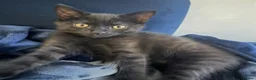 Mixed Breed cats for sale: Beautiful friendly kitten ready for forever home - Advert 1
