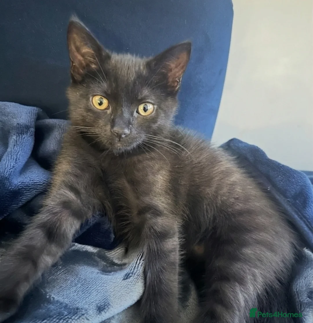 Mixed Breed cats for sale: Beautiful friendly kitten ready for forever home - Advert 1