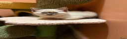Ragdoll cats for sale: Female ragdoll kitten - Advert 11