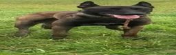 Belgian Shepherd Dog dogs for stud: ‼️Belgium Malinois for Stud‼️ in Harrow - Advert 3