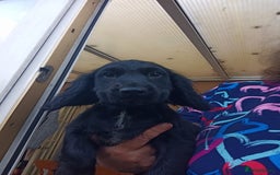 Cocker Spaniel dogs for sale: FULLY VACCINATED AND READY TO LEAVE  - Image 6